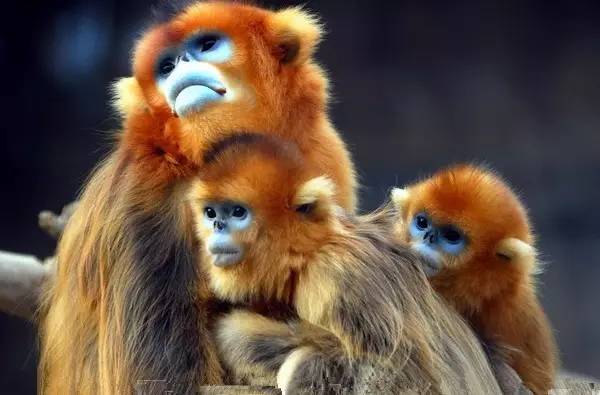 donkey_1ae4ab8f-f20b-4618-882a-f84888eeb