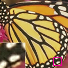 donkey_295a7ff8-ad0a-42e4-82ca-11c246b10