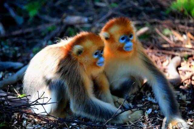 donkey_3649b681-b573-4c43-bdfd-4abd6b987