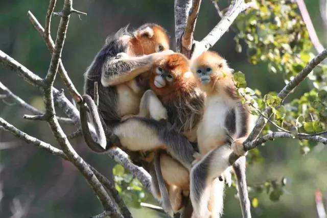 donkey_39c725e6-a8e0-4a16-9c91-5dbf4f6b8