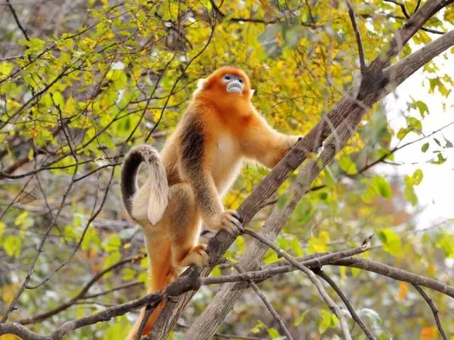 donkey_ddbd6fc8-b297-4f51-a8df-a59d7de39